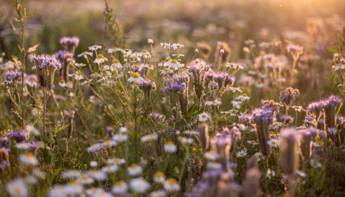 The beautifully blossomed daises gleaming under the sunrays  in the field